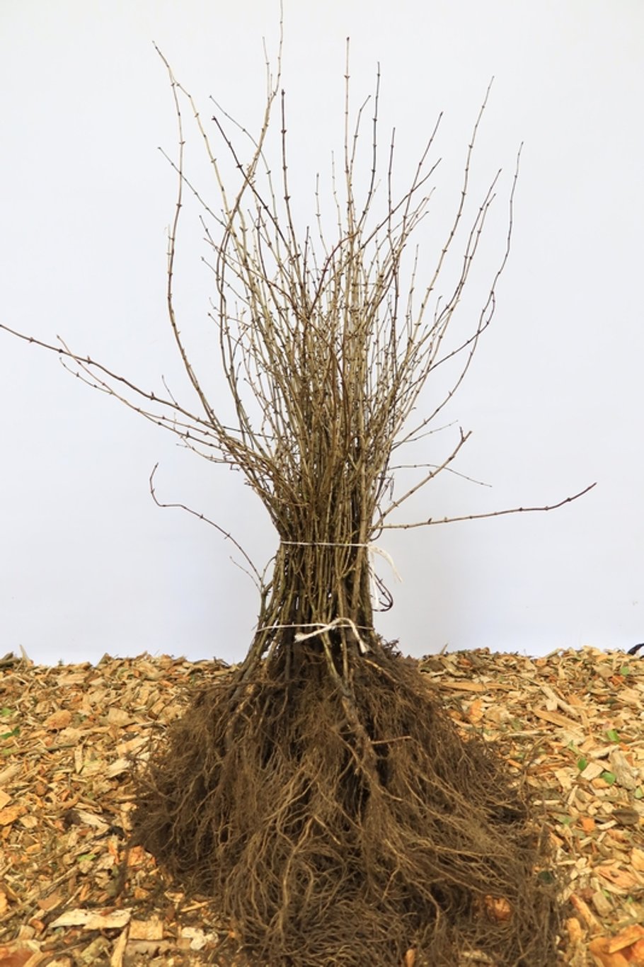 Lonicera xylosteum - 60-100 CM bare root 1/1